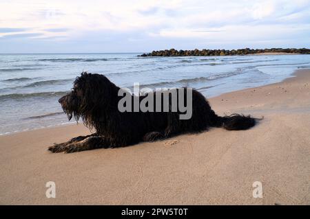 Golddoodle liegt am Strand am Meer und ist zum Spielen bereit. Wellen im Wasser und Sand am Strand. Landschaftsaufnahmen mit einem Hund Stockfoto