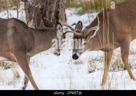 Nordamerika; Vereinigte Staaten; Montana; Flathead Valley; Wildtiere; Herbst; Maultier; Odocoileus hemionus; Bucks Stockfoto