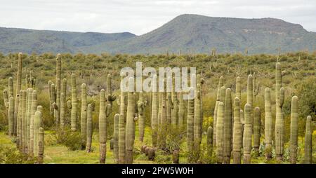 Saguaro-Kaktusgarten in Zentral-Arizona Stockfoto