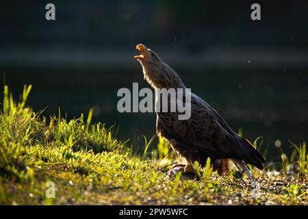 Erwachsener Weißwedeladler, haliaeetus albicilla, der mit offenem Schnabel am Flussufer anruft und von der Sonne von hinten beleuchtet wird. Großer Seeadler kreischt in summ Stockfoto