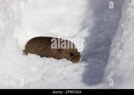 Eine Wiesenvole im Norden von Wisconsin. Stockfoto