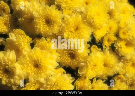 Chrysanthemen gelber Farbe in einem wunderschönen Blumenstrauß. Nahaufnahme. Grußkarte für Hochzeit oder Geburtstag. Herbstblumen aus der Familie Asteraceae oder D. Stockfoto