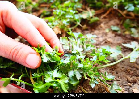 Junge Petersilie- und Selleriepflanzen, die sorgfältig von Frauenhänden gepflanzt werden. Landwirtschaftliche Arbeiten im Frühling im Garten, Garten, Landhaus oder Bauernhof. Manuelle Arbeit. Stockfoto