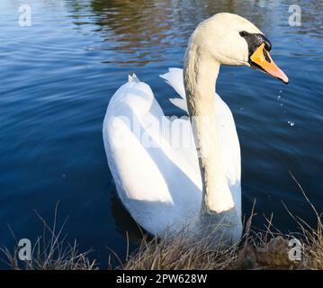 Stummer Schwan am Ufer. Interessierter Blick des Wasservogels. Vogel aus Brandenburg. Tierfoto aus der Natur Stockfoto