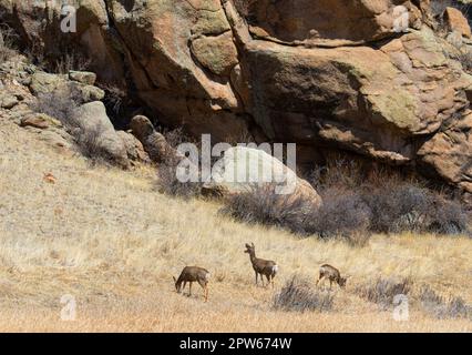 Eine Herde von Maultierhirschen im Eleven Mile Canyon Colorado Stockfoto