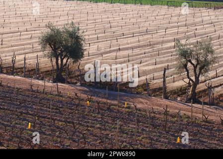 Reihen von beschnitten Weinreben unter Weißen antihail Verrechnung in der Provinz Mendoza, Argentinien geschützt. Stockfoto