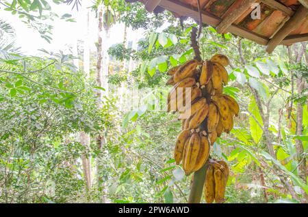 Bananen-Haufen. Tropische Früchte. Bananen auf dem Baum mit grünen Blättern, verschwommener, heller Hintergrund, Nahaufnahme, Fokus mit geringer Falltiefe wählen Stockfoto