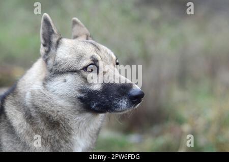 Porträt einer Hunderasse Westsibirischen Laika mit grünem Feld Hintergrund in Abend Stockfoto