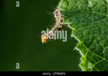 Die Raupen essen eifrig frische Blätter. Stockfoto