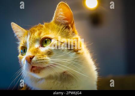 Katze mit Schorf am Kinn Stockfoto