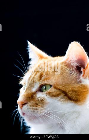 Katzenkopf isoliert auf schwarzem Hintergrund Stockfoto