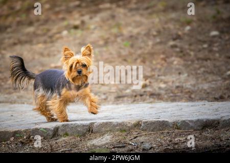 Yorkshire Terrier läuft im Park Stockfoto