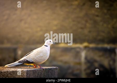 Eurasische Halsentaube (Streptopelia decaocto) in der Stadt auf Zementpfeiler in warmen Abendfarben, isoliert Stockfoto