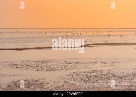 Flamingos bei Sonnenuntergang in den Salzteichen bei Walvis Bay in Namibia in Afrika. Stockfoto