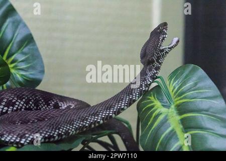 Der Pitviper auf dem Baumkörper hat ein wellenförmiges grünes Muster. Eine große Giftschlange Stockfoto