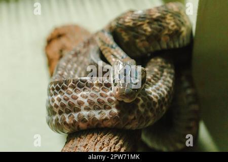 Hundezahnkatzenschlange auf einem Ast mit großen Augen Nocturnal Stockfoto