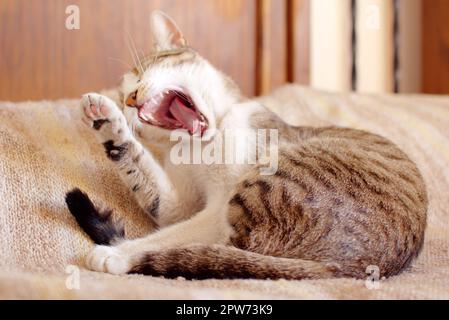 Faul tabby cat Gähnen nur nach dem Aufwachen. Stockfoto