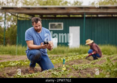 Landwirtschaft, Landwirtschaft und Nachhaltigkeit mit einem männlichen Landwirt, der auf seinem Handy tippt, während er eine Pflanze oder Ernte auf seinem Hof pflanzt. Junger Mann, der den Praktikanten durchsucht Stockfoto