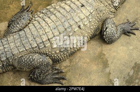 Hautdetails eines siamesischen Krokodils (Crocodylus siamensis) auf einem Bauernhof in der Nähe von My Tho, Vietnam. Es handelt sich um eine gefährdete Art mittelgroßer süßwasser-cro Stockfoto
