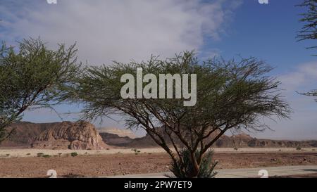 Akazienbaum im geologischen Park Timna, Israel Stockfoto