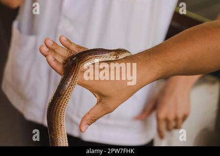 Die Sonnenstrahlschlange an den Händen von Männern ist eine nicht giftige Schlange. Der Körper ist schwarz bis dunkelbraun. Stockfoto