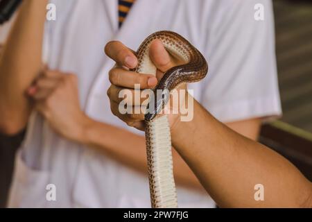 Die Sonnenstrahlschlange an den Händen von Männern ist eine nicht giftige Schlange. Der Körper ist schwarz bis dunkelbraun. Stockfoto