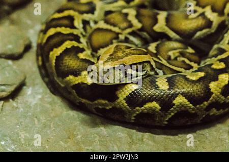 Python Bivittatus ist eine große, giftige Schlange, eine der sechs größten Schlangen der Welt. Stockfoto