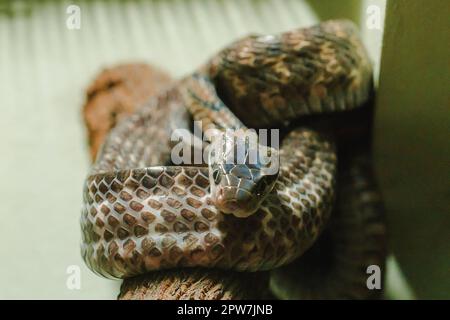 Hundezahnkatzenschlange auf einem Ast mit großen Augen Nocturnal Stockfoto