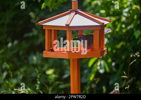 Ein eurasischer Jay ( Garrulus glandarius ) sitzt in einem Volieren im grünen Garten Stockfoto