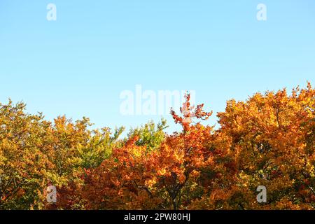 Bunte Blätter Herbst Tree Tops, blaue Himmel - Platz für Text. Herbst Hintergrund. Stockfoto