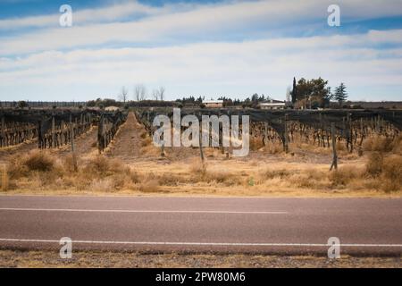 Nach dem Winterschnitt reiht sich der Weinberg in Tupungato, Mendoza, Argentinien. Stockfoto