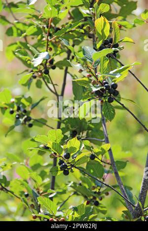 Zweige von Frangula alnus mit schwarzen und roten Beeren. Früchte von Frangula alnus, die im Sommerfeld wachsen Stockfoto