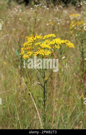 Blumen von Maculata vulgaris. Gelbe Blumen von Senico extensa im Garten blüht. Extensa vulgaris blühen im Feld. Schmetterling Silber - verzierte Stockfoto