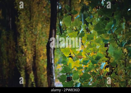 Pappelbäume färben sich zu Beginn des Herbstes. Nahaufnahme. Stockfoto