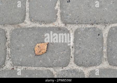 Fragment der Straße, die von Pflastersteinen mit einem alten Herbst orange Blatt. Mehrere rechteckige Steine von Zement mit glatten Ecken im Herbst se Stockfoto