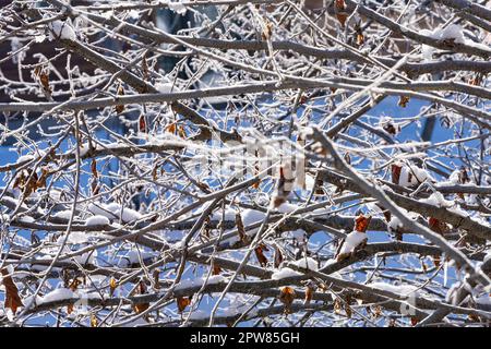 Die Eisformationen, die sich auf den Zweigen der Sträucher gebildet haben Stockfoto