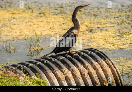 Anhinga - Sie tauchen von ihren Tauchgängen auf, um Fische zu jagen, Anhingas mit ihren langen Hälsen sehen aus wie Schlangen. Stockfoto