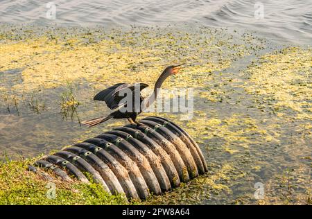 Anhinga - Sie tauchen von ihren Tauchgängen auf, um Fische zu jagen, Anhingas mit ihren langen Hälsen sehen aus wie Schlangen. Stockfoto