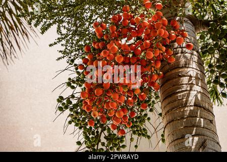 Wunderschöne Orangenbeeren der Palme in Sarasota, Florida. Palmöl kann saftig, süß und exotisch oder tropisch sein. Stockfoto