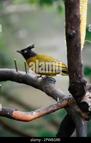 Die Nahaufnahme eines Schwarzkammerbulbüls auf dem Ast. Ein Vogel auf dem Ast. Wilde Tierszene. Stockfoto