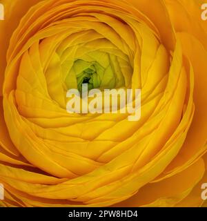 Ranunculus, gelbe Blume, Nahaufnahme. Quadrat. Tapete. Design. Stockfoto