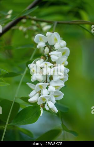 Schwarze Locust Robinia pseudoacacia oder falsche Akazien in Blüte, weiße Blüten des Milchbaums in der Erbsenfamilie Fabaceae. Stockfoto