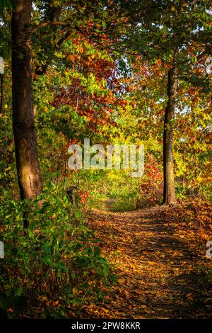 Pfad in den Herbstwäldern, ruhige Landschaft, wenn die Sonne untergeht. Das Laub wird mit einem warmen goldenen Licht beleuchtet und wirft Schatten über den Weg mit fal Stockfoto