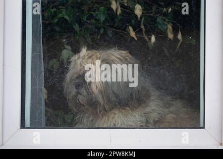 Einsamer pelziger Hund, der durch das Fenster schaut, geduldig auf seinen Besitzer wartet, Baumzweig in schmutzigem Glas reflektiert. Stockfoto
