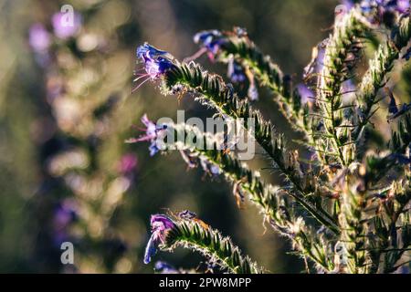 Blühendes Echium vulgare aus nächster Nähe, auch bekannt als Blaukraut, mit blauen Blumen und haarigen Blättern, die auf der Wiese wachsen Stockfoto