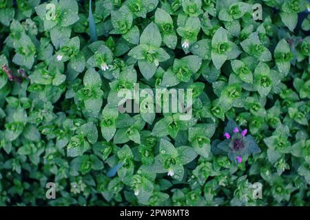 Wunderschöne Wiese mit blühenden Stellaria-Medien oder Kicherkraut, kleine weiße Blumen und grüne Blätter mit Regentropfen. Frühling-Natur-Hintergrund. Stockfoto