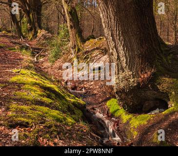 Alte Erdbauarbeiten im Broadstone Warren Woodland Ashdown Forest East Sussex Südost England UK Stockfoto