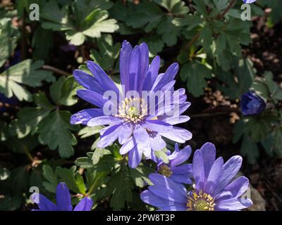 Eine Gruppe frühblauer Blüten der niedrig wachsenden Anemone blanda Stockfoto