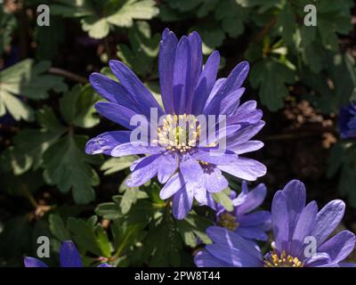 Eine Gruppe frühblauer Blüten der niedrig wachsenden Anemone blanda Stockfoto