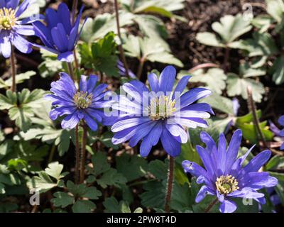 Eine Gruppe frühblauer Blüten der niedrig wachsenden Anemone blanda Stockfoto